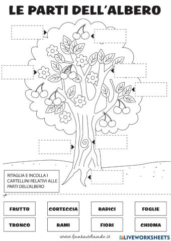 Le parti dell'albero