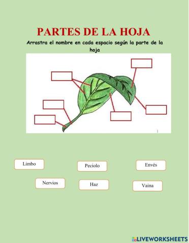 Partes de la Hoja