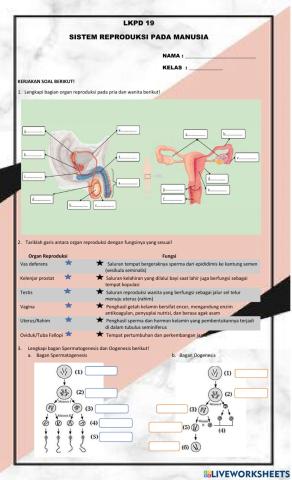 LKPD 19 Sistem Reproduksi Pada Manusia