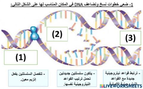 نشاط نسخ Dna