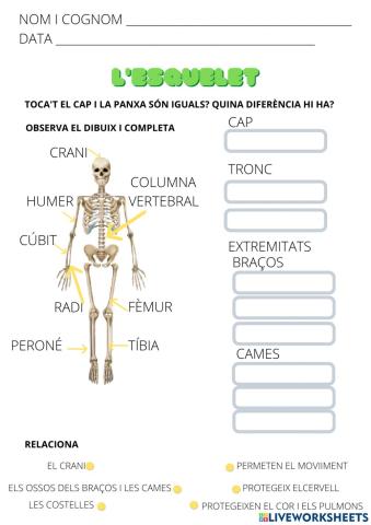 L'esquelet