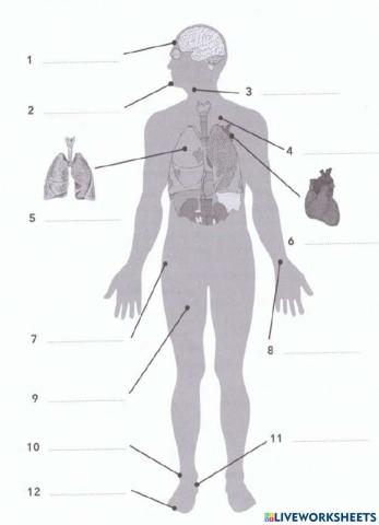 Parts of the body