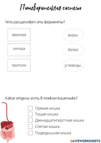 Пищеварительная система