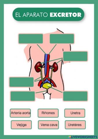 Aparato Excretor