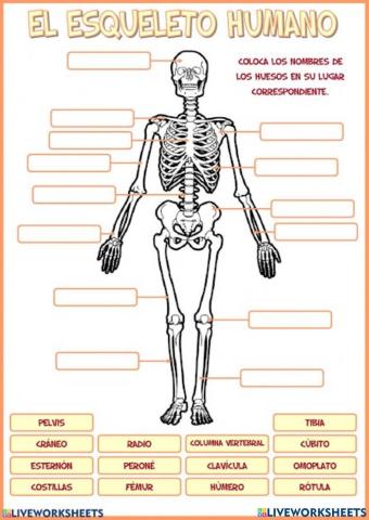Huesos del humano