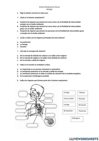 Sistema respiratorio mayo