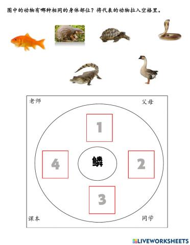 动物身体相同的部位