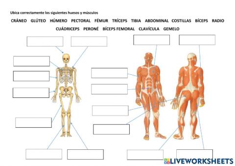 Huesos y músculos