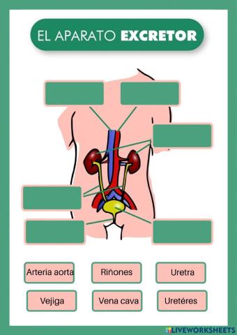 Aparato excretor