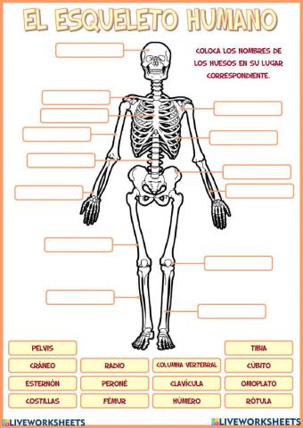 Huesos del Cuerpo Humano