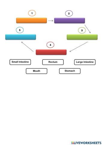 Digestive System