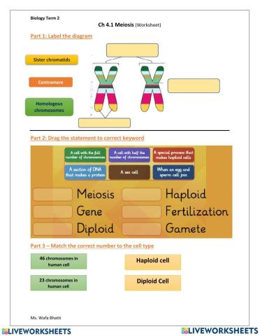 Meiosis