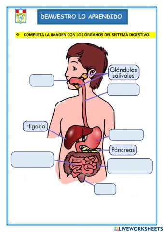 Sistema digestivo