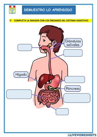 Sistema digestivo