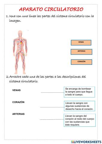 Aparato circulatorio