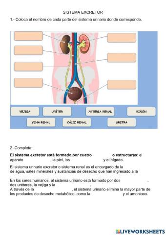 Sistema excretor