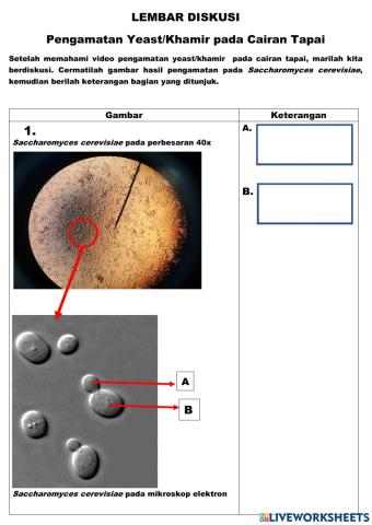 Saccharomyces cerevisiae