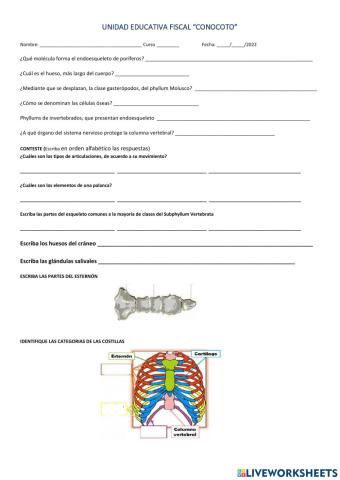 Anatomía e invertebrado