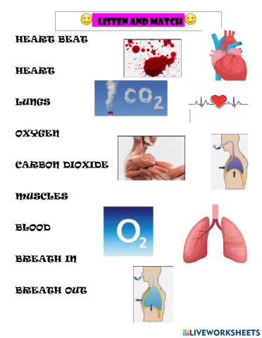 Circulatory system