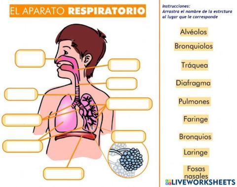 Aparato respiratorio