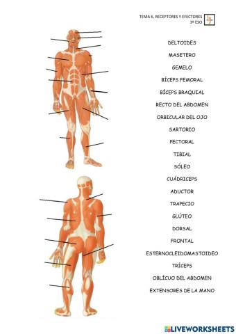 Músculos del cuerpo humano