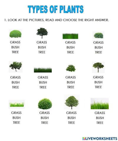 Types of plants