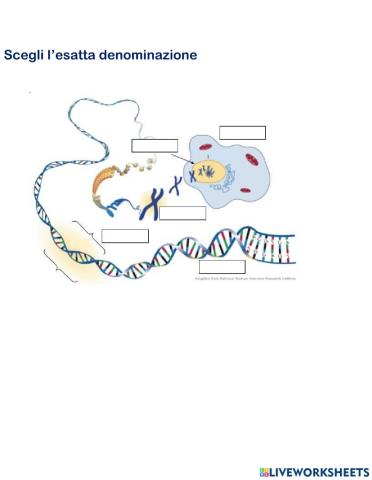 Il dna