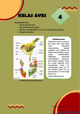 Topik 3( Hewan Vertebrata) : Aves dan mamalia