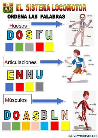 sistema  locomotor