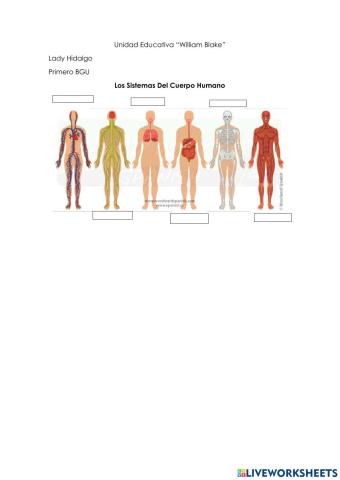 Sistemas del Cuerpo Humano