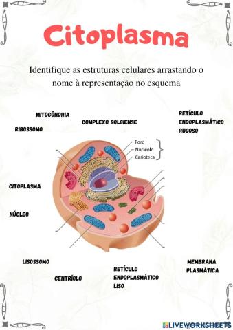 Organelas citoplasmáticas