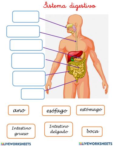 Sistema digestivo