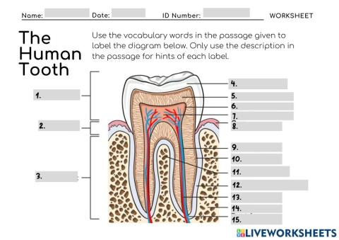 Worksheet: Know Your Odont