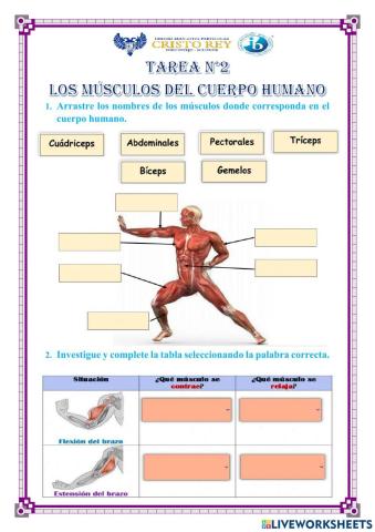 Los músculos del cuerpo humano