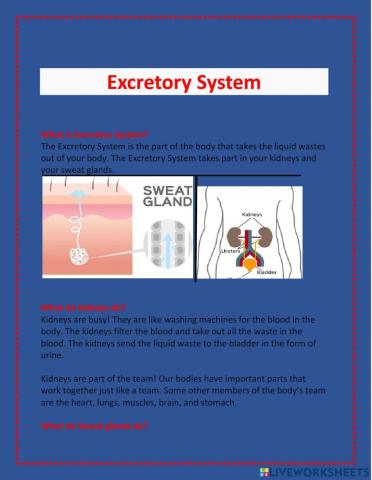 Excretory System