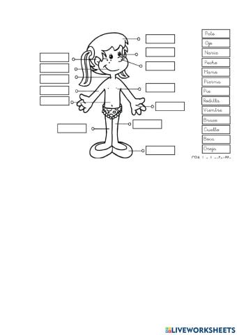 Partes del cuerpo humano