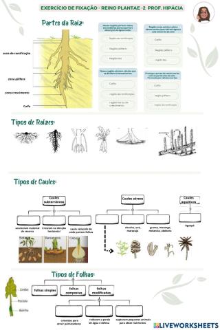 Partes das plantas