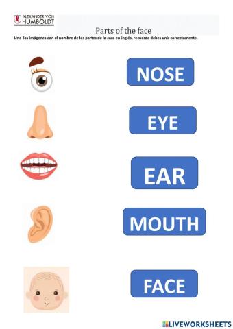 Parts of the face