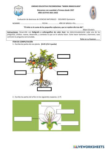 CC.NN evaluación metacognitiva