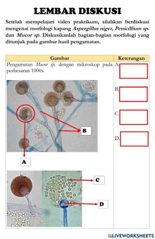 Microscopic fungi morphology