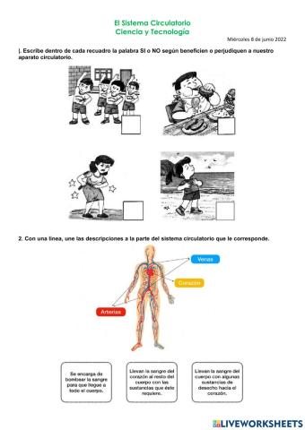 Sistema Circulatorio