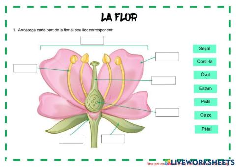 Parts de la flor