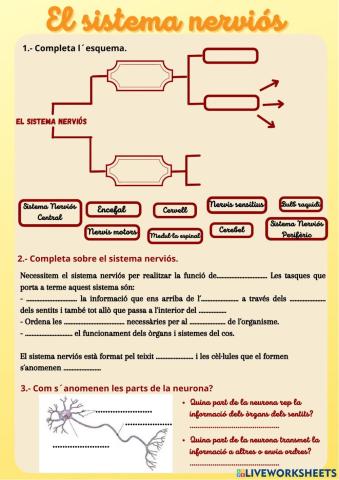 El sistema nerviós