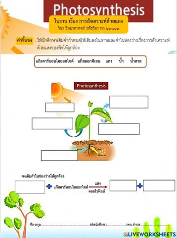 ใบงานเรื่อง การสังเคราะห์ด้วยแสงของพืช