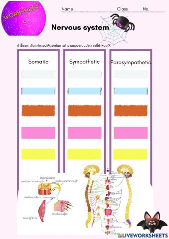 ์Nervous system 6-1