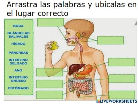 Sistema digestivo