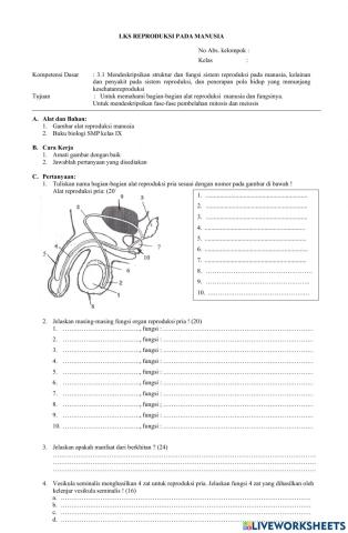 lks sistem reproduksi manusia
