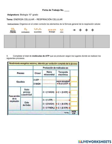 Ciclo de Krebs