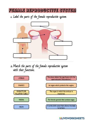 Female reproductive system