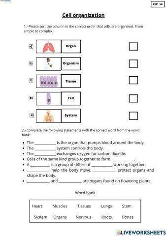 Cell organization